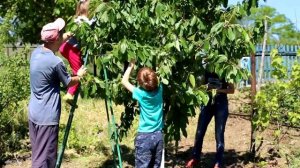 Как спасти черешню от птиц( скворцов). 2-я часть. Снимаем сетку и смотрим результат.