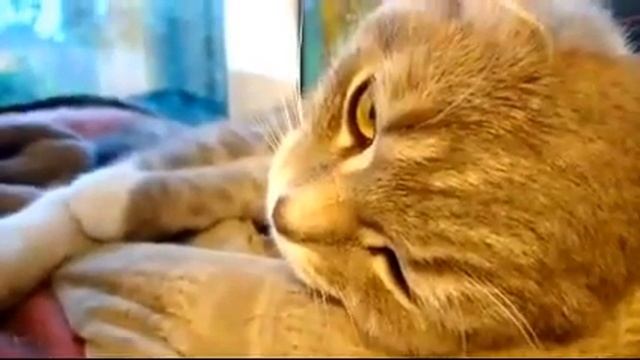ДЕНЬ ВТОРОЙ.ПРО МИМИШНОСТЬ.дрессировка и воспитание ротвейлера