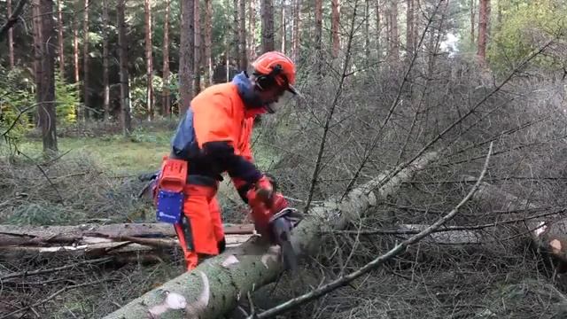 Работа с бензопилой: методичная обрезка сучьев смотреть онлайн