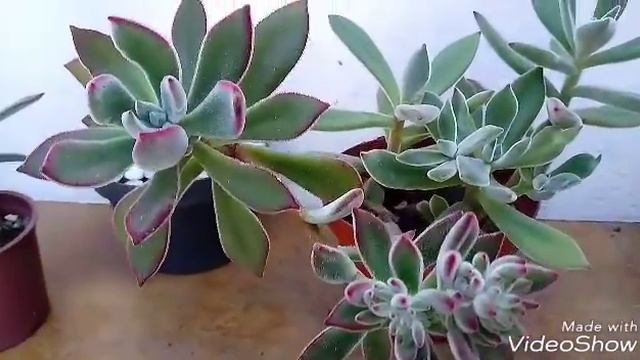 Echeveria pulvinata. смотреть онлайн
