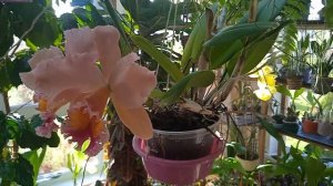 Blc.George King “Serendipity”, ароматная классика