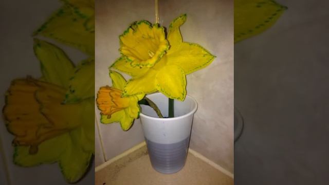 Daffodil colour