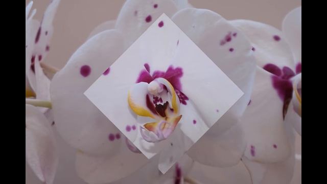 Мое слайд-шоу. 108 фото Орхидей. смотреть онлайн