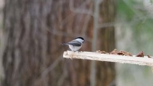 Буроголовая гаичка (Пухляк). Пение буроголовой гаички (лучше слушать в наушниках).