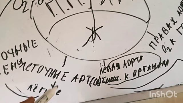 ЭВОЛЮЦИЯ КРОВЕНОСНОЙ СИСТЕМЫ у животных смотреть онлайн