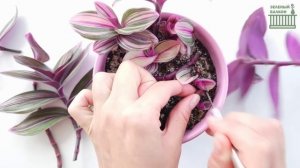 ВСЕГО 15 МИНУТ и ТРАДЕСКАНЦИЯ КАК НОВАЯ/ До и После/ Tradescantia Pink Furry