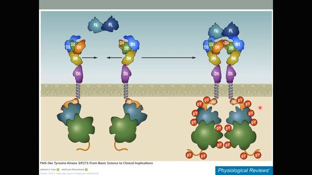Основы информационного обмена клетки с окружающей средой. Часть 2 смотреть онлайн