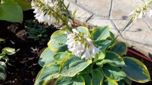 #хоста #цветы #ФрэнсисВильямс / Белоснежное цветение хосты ( лат. hosta) Фрэнсис Вильямс