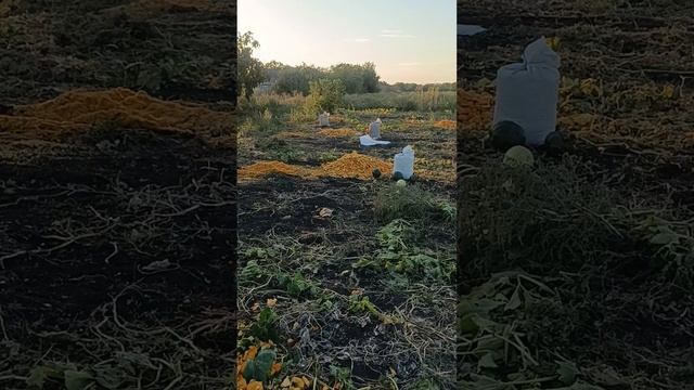 40 соток гарбуза (результат) смотреть онлайн