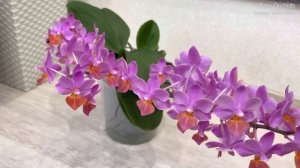 Phalaenopsis Liu's Triprince Pink | орхидея фаленопсис Льюис розовый