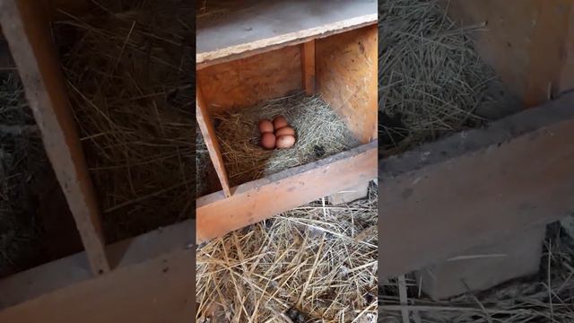 Смотрим сколько яиц снесли куры