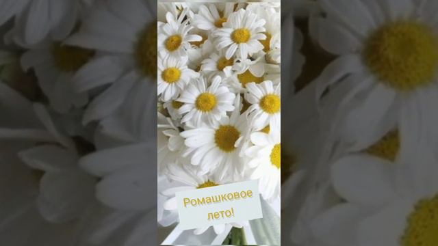 доброе утро! ромашковое лето! #доброеутро