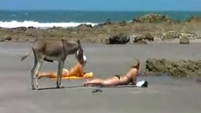 О чем думает ослик?=) смотреть онлайн