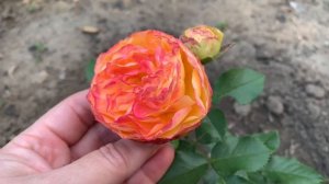 Роза Вулканика ( Rose Vulcanica ) г.Киев 12 июля 2021 г.
