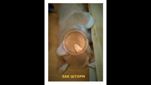 Спокойной ночи! смотреть онлайн