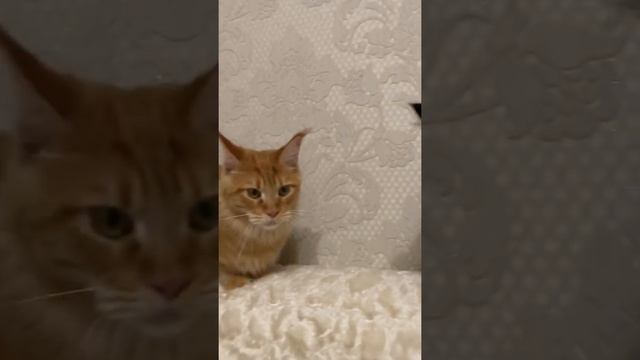 Мейн-кун, возраст 4 месяца. смотреть онлайн