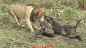 싸움Буйвол нападает на льва! сумасшедший буйвол против льва!