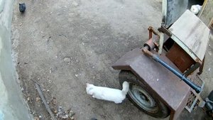 мото блок  мтз 5  с адаптером