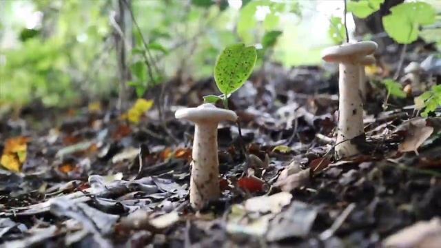 Randan Wood, Parasol Mushrooms... смотреть онлайн