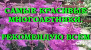 САМЫЕ КРАСИВЫЕ МНОГОЛЕТНИКИ (2)