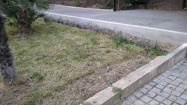 Пальмы Ялты-Хамеропс Приземистый(Chamaerops humilis).