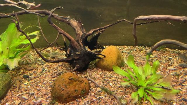 Аквариум оформлен без вкуса и желания смотреть онлайн