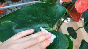 Don't Throw It Away! It Makes Any Anthurium Plant Bloom Continuously