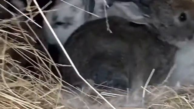 /крольчата породы бабочки/ смотреть онлайн