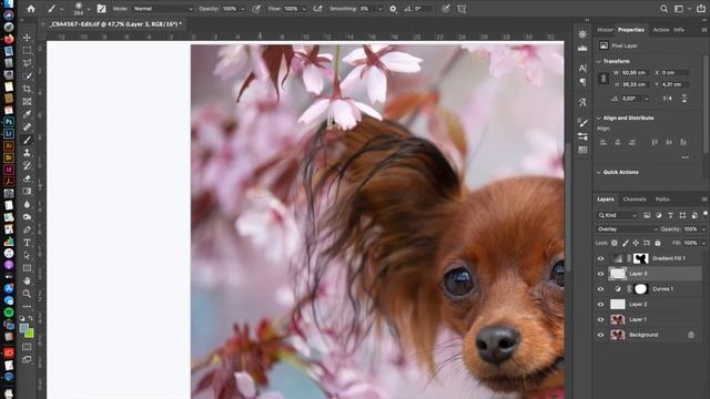 Dog photography - Natural dreamy editing  Photoshop  Lightroom