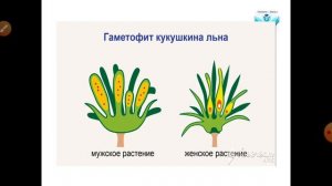 Подцарство высших растений  Отдел моховидных