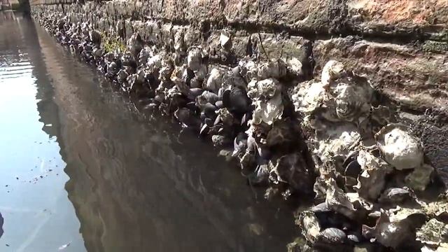 06 Устрицы и мидии в каналах Венеции смотреть онлайн