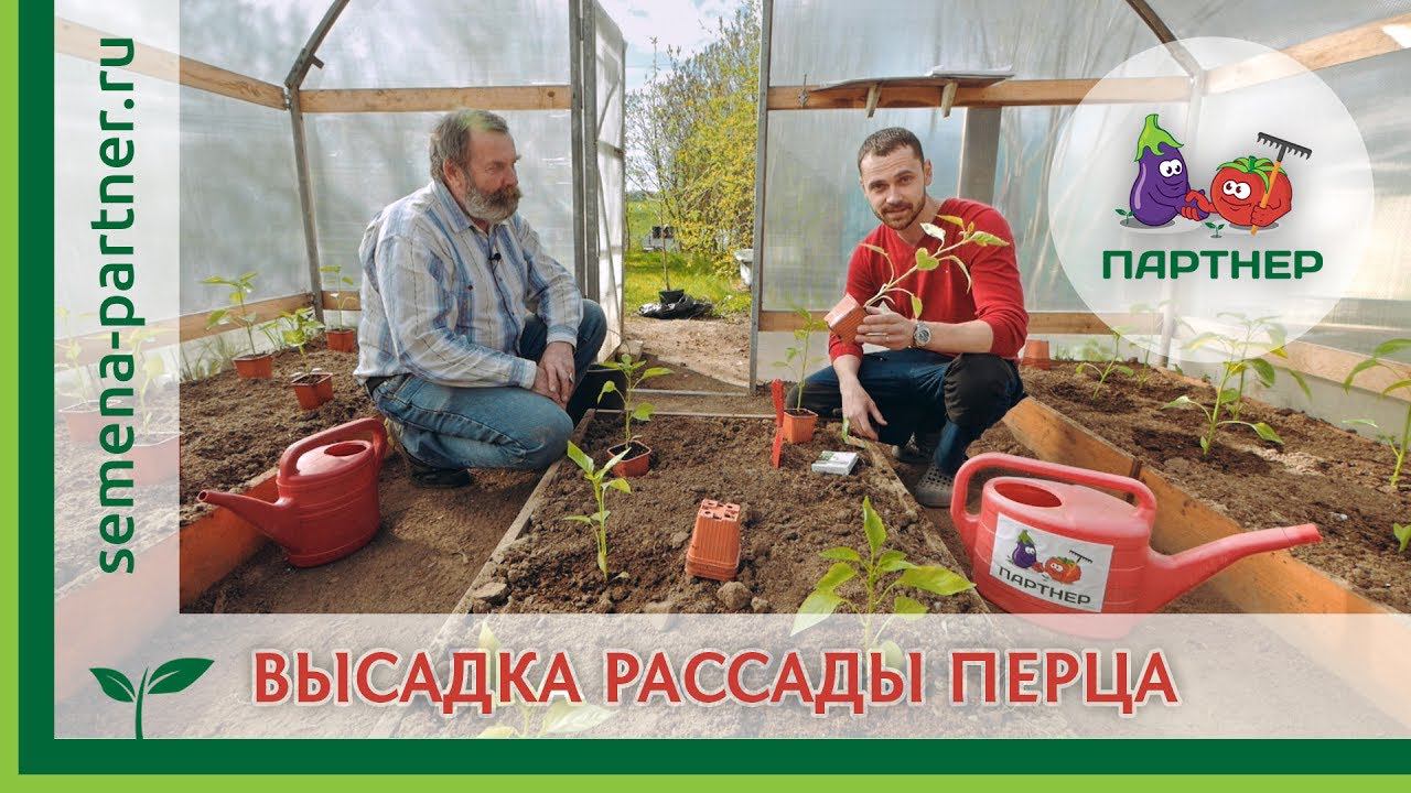 ВЫСАДКА РАССАДЫ ОЧЕНЬ УРОЖАЙНОГО ПЕРЦА