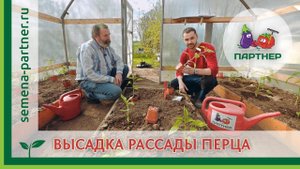 ВЫСАДКА РАССАДЫ ОЧЕНЬ УРОЖАЙНОГО ПЕРЦА