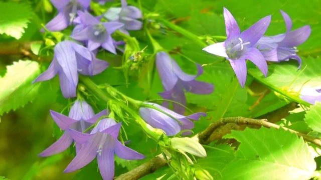 Снотворное. Рассказ-фантазия для сна.