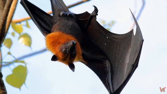 Летучие лисицы (лат. Pteropus) смотреть онлайн