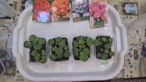 Пеларгония зональная выращивание и уход. Когда лучше пикировать пеларгонию. Обзор всходов.