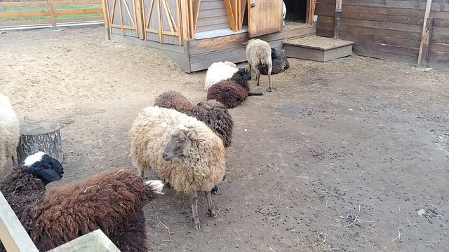 "Городская ферма" на ВДНХ смотреть онлайн