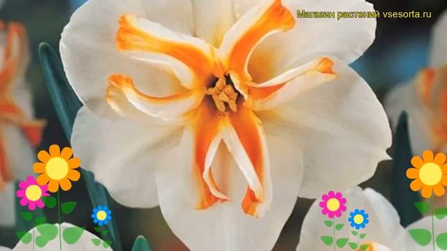 Нарцисс Дельта (Нарцисс Delta). Краткий обзор, описание характеристик, где купить луковицы Delta смотреть онлайн