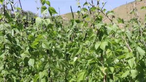 КIанивал. Седакъет Керимова. Лезги фильм.