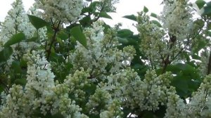 Время сирени...  Эдгар Туниянц - Романтическая прелюдия...  Edgar Tuniyants - Romantic prelude.