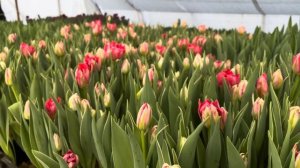 Тюльпан Flash Point🌷Вигонка тюльпанів🌺Флеш Поінт