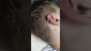 Пирсинг уха Индастриал. Indastrial Piercing .Ученица.