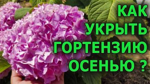 Мои гортензии не цвели летом пока не стал укрывать! Как укрывать гортензию крупнолистную на зиму.