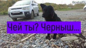 Чей ты, Черныш? // #БухтаГертнера #Магадан