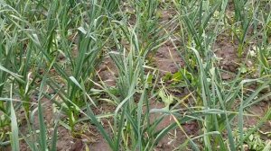 Борьба с сорняками на чесноке. Важно сдержать сорняки в период начала завязи головки чеснока.