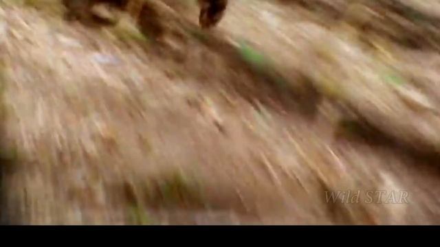 강력한 사자 vs 하마 전투! Hippo vs Lion! смотреть онлайн