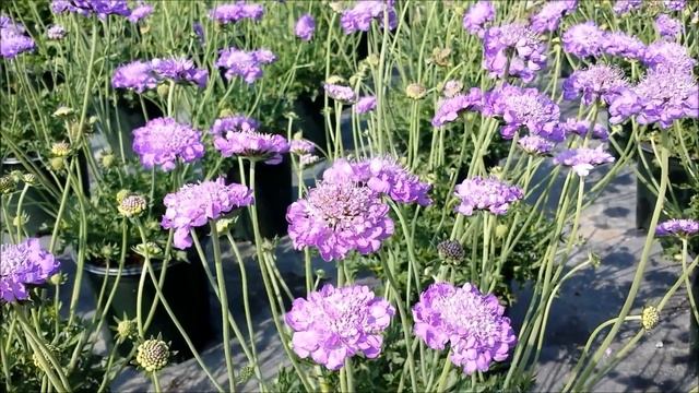 Best Perennials for Sun - Scabiosa 'Mariposa Violet' (Pincushion Flower) смотреть онлайн