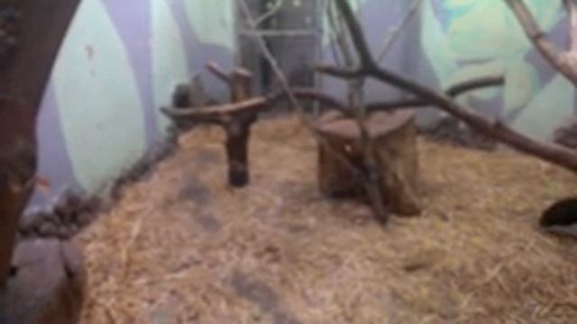 Немец офигевает в России - E388 - Екатеринбург - день 13 - видео 41 - зоопарк смотреть онлайн