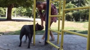 Лайфхак для владельцев: как нагрузить активную собаку за две минуты с пользой для здоровья?