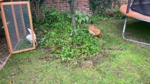 Garden Chicken Coop UK - Pets Imperial Chicken Coop - Rainy with the chickens